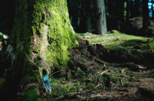 Green burial into a tree