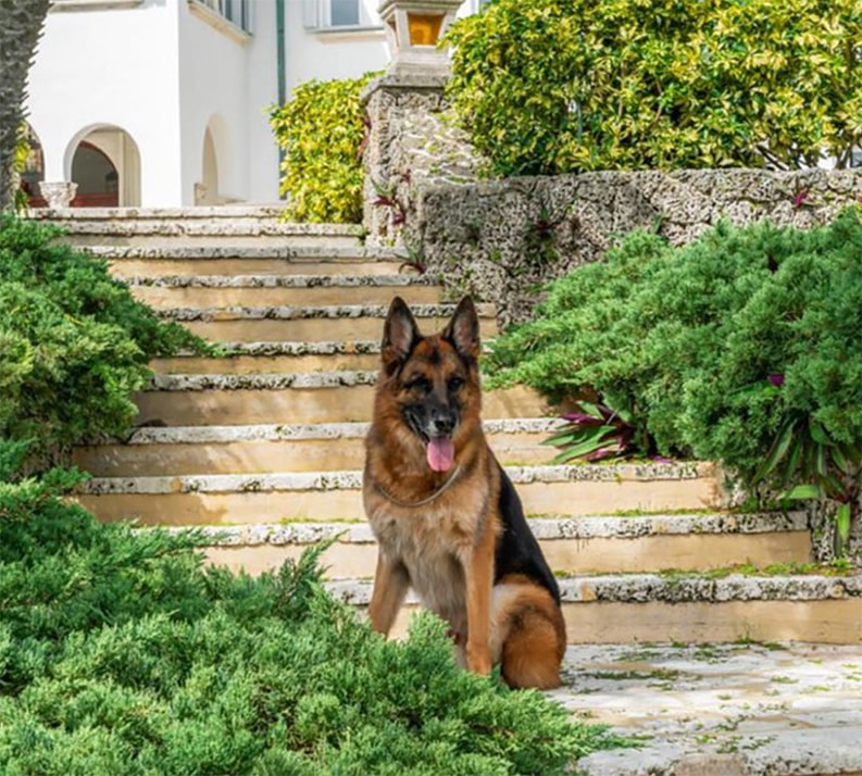 Dog German Shepard Gunther Wealth Finance Pet
